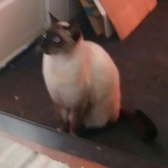 Meet your Posher, Sharon - Picture 5 of 8